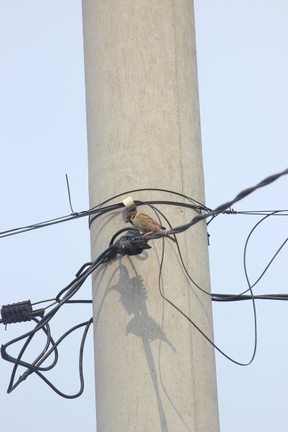 鸟停在高压电缆上图片下载