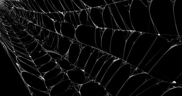 蜘蛛网使用黑色背景图片下载