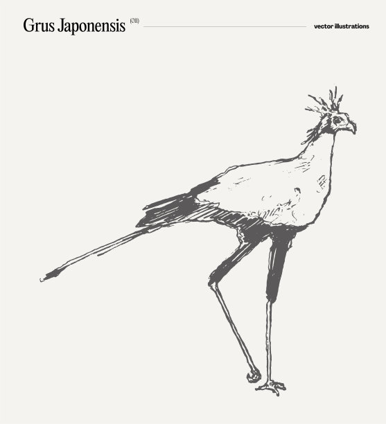 日本Grus Japonensis鸟类矢量插图，草图图片下载