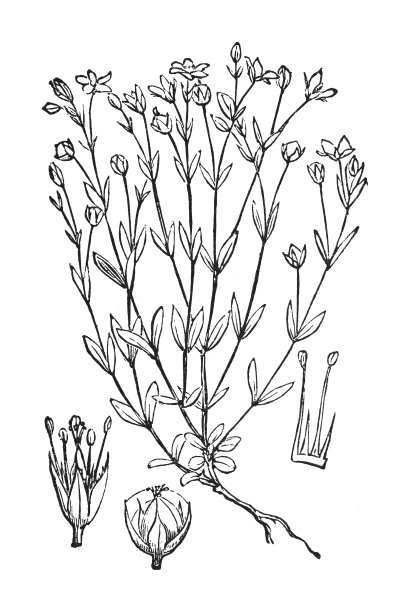 清洗亚麻或仙女亚麻(亚麻)-古雕刻插图孤立在白色背景图片下载