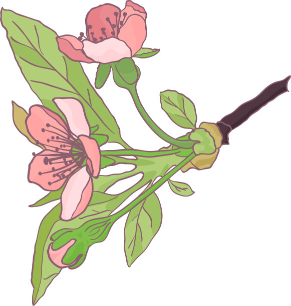 矢量粉红色的樱花花隔离在白色的背景，伟大的装饰元素为特殊的节日设计图片下载