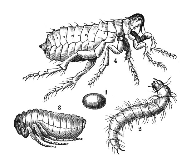 人类跳蚤(皮炎)的生命周期-复古雕刻插图隔离在白色背景图片下载