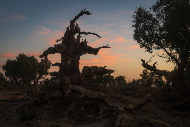 新疆胡杨林的日落图片下载