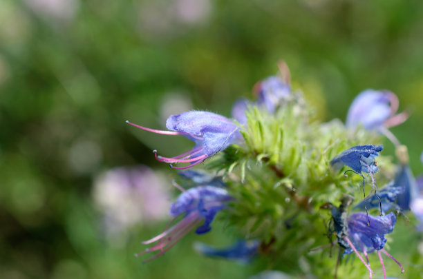 常见的瘀伤图片下载