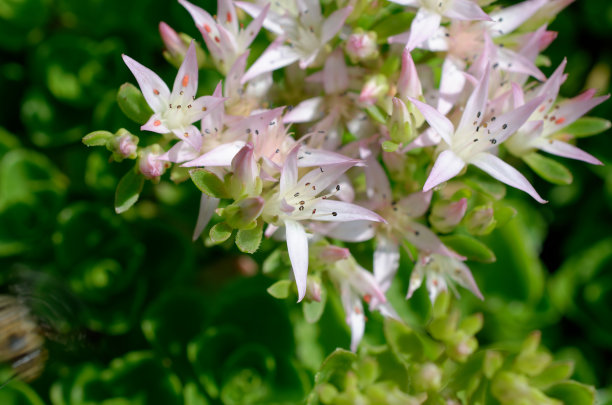 白色景天属植物图片下载