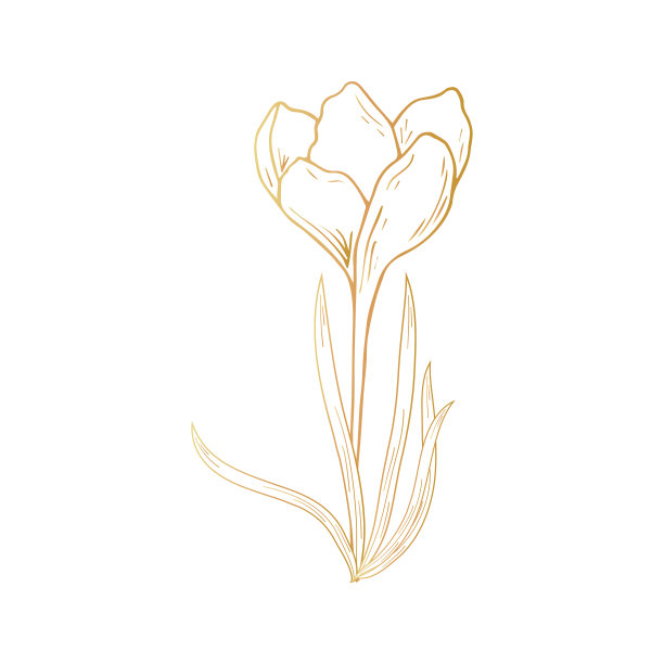 金黄色的藏红花、藏红花。手绘。用于明信片，请柬，它，印刷，为您设计。图片下载