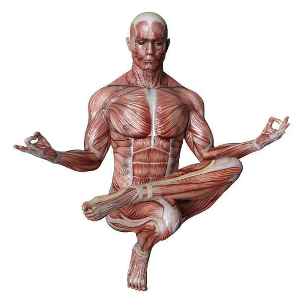3D渲染男性解剖图上的白色图片下载
