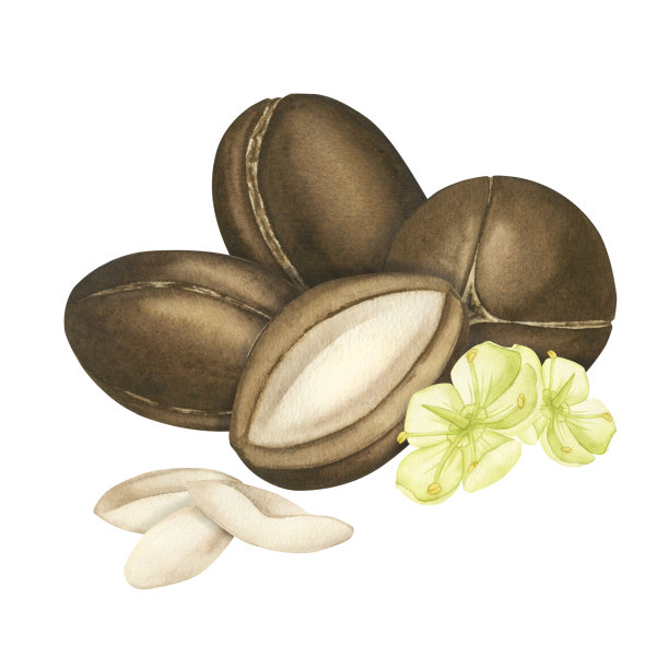 由白色背景上的棕色坚果、水果和坚果花组成。水彩插图。适用于化妆品、洗发香波、香皂、面霜的设计装饰图片下载