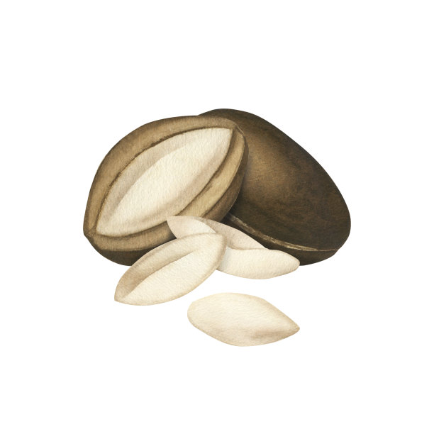 水彩画成熟的坚果和坚果树的种子，突出在一个白色的背景。适用于化妆品、香波、香皂、面霜、纺织品、印刷及网页设计图片下载