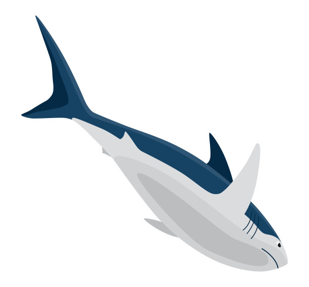 鲨鱼。海洋捕食鱼的性格。水下野生动物或海洋动物。卡通平面孤立图标在白色背景。矢量图图片下载