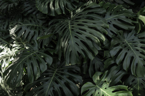 热带棕榈叶，花卉图案背景，真实照片。热带丛林怪兽叶图片下载