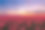荷兰。夕阳下的郁金香田。字段上的行。日落时的花景。照片作为壁纸和背景。图片下载