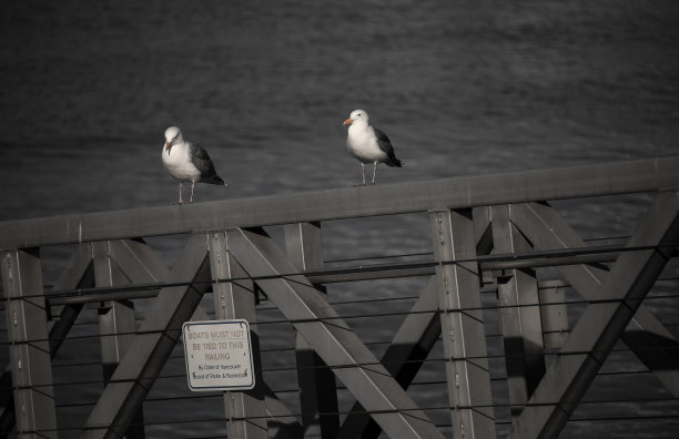 一张黑白照片，两只海鸥坐在栏杆上图片下载