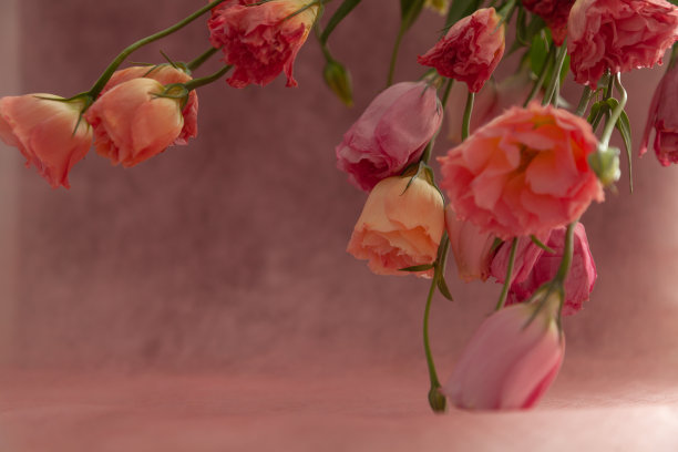 粉红色和奶油色的吐槽花在褪色的粉红色背景上图片下载