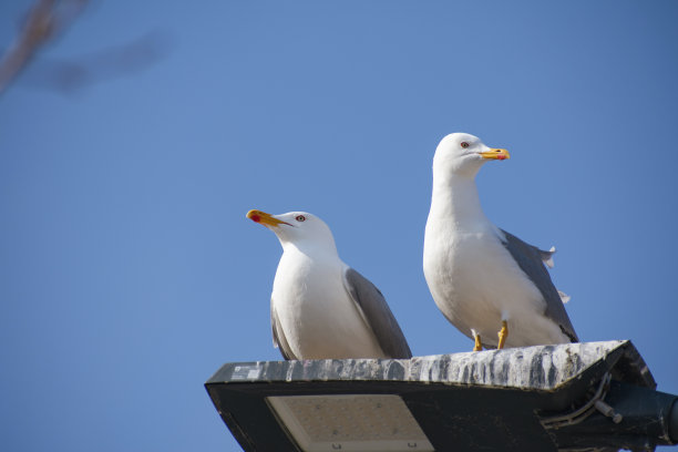 两只海鸥站在路灯上图片下载