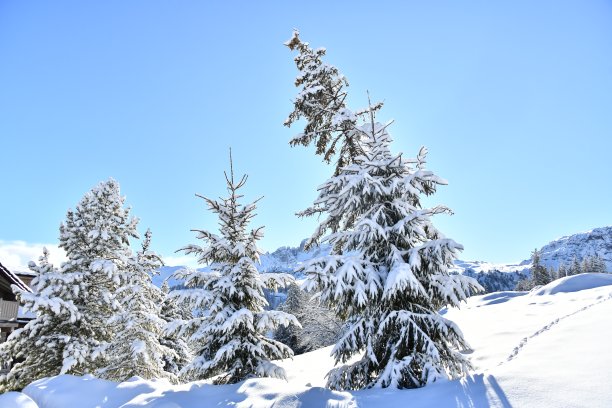冬天的雪松树图片下载