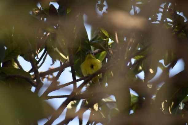 小鸟。图片下载