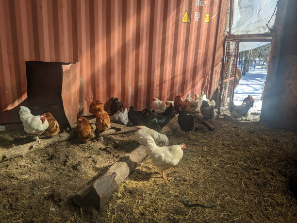 鸡舍里的鸡图片下载