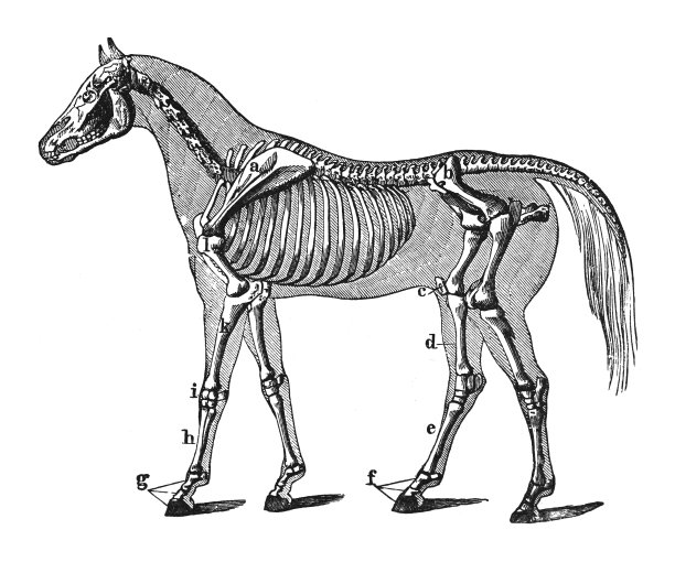 野马骨架(Equus ferus) -复古雕刻插图孤立在白色背景上图片下载