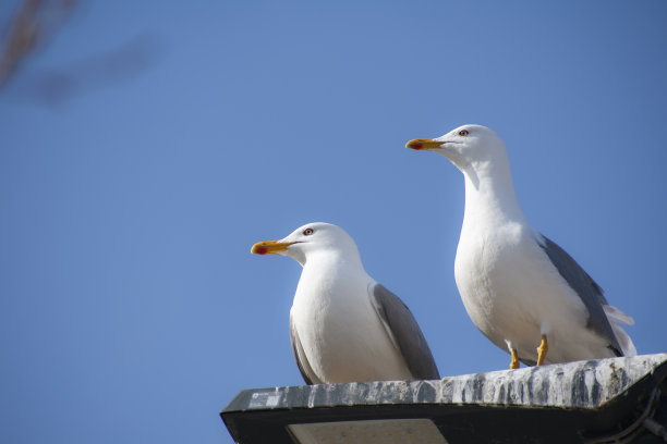 两只海鸥站在路灯上图片下载