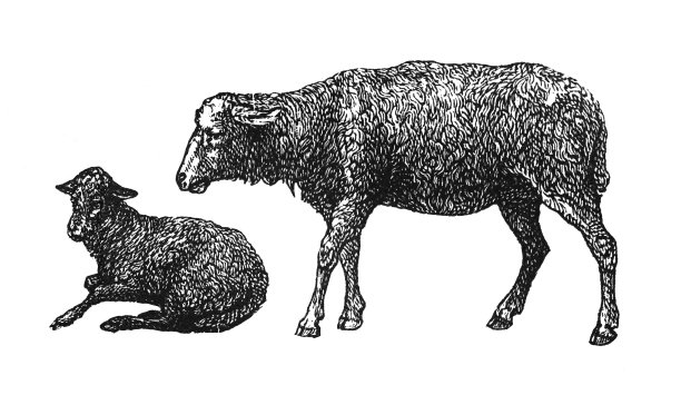 家羊(羊羊)-在白色背景上孤立的复古雕刻插图图片下载