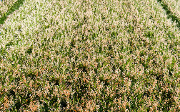 稻田，俯视图。稻田里的稻穗是金黄色的，成熟了，可以收割了。图片下载