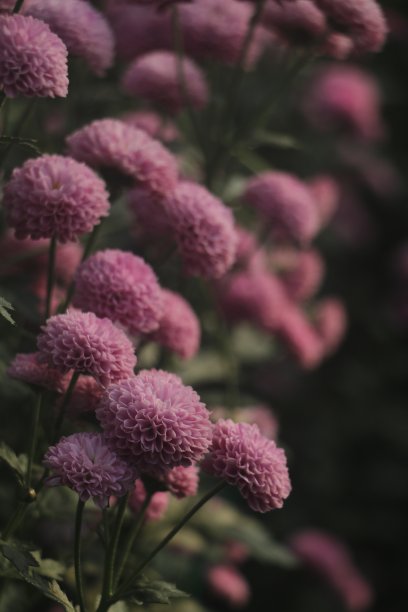 菊花盛开图片下载