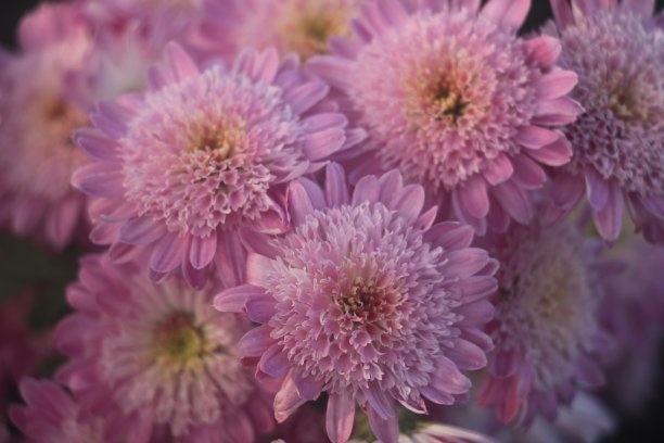 菊花盛开图片下载