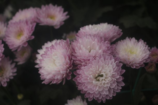 菊花盛开图片下载