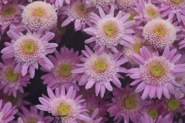 菊花盛开图片下载