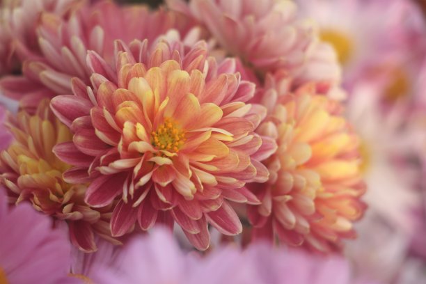 菊花盛开图片下载