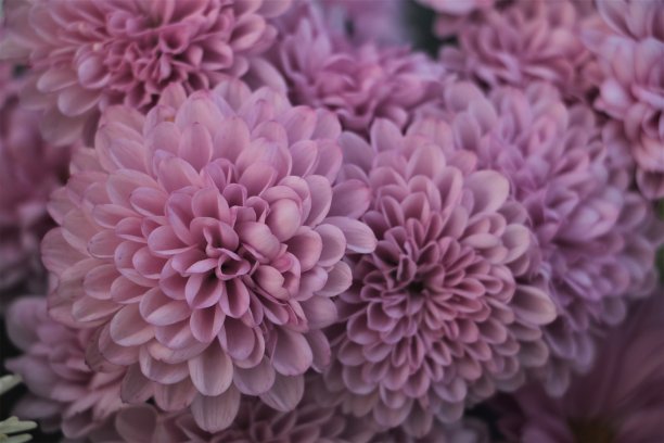 菊花盛开图片下载