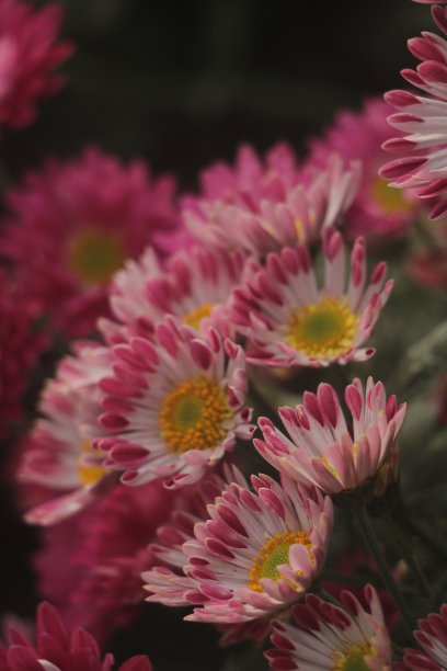 菊花盛开图片下载