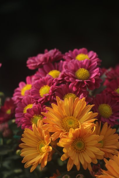 菊花盛开图片下载