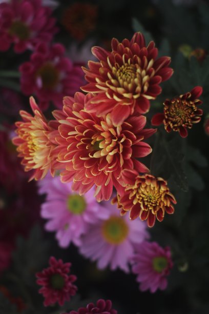 菊花盛开图片下载