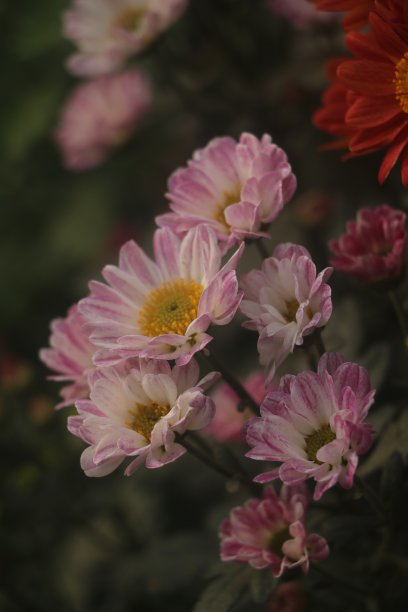 菊花盛开图片下载