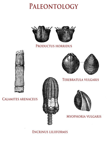 古生物化石植物和贝壳的复古插图:恐怖产品，砂菖蒲，平凡的terebratula vulgaris，寻常的近视和百合的脑壳图片下载