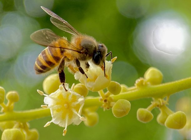 蜜蜂吸食花粉的宏观照片图片下载