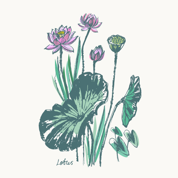 手绘水墨画荷花、花蕾、叶、枝图片下载