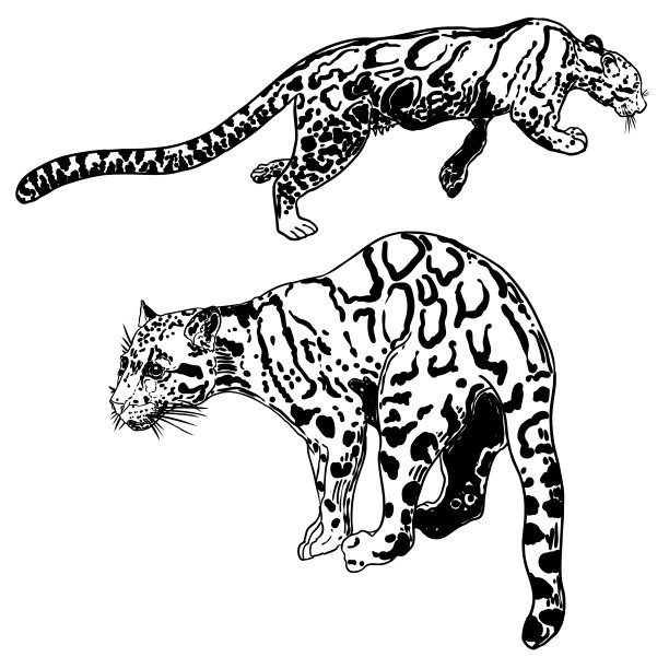 豹子套装，野猫绘画，喜马拉雅云豹。手绘野猫狩猎。向量。图片下载