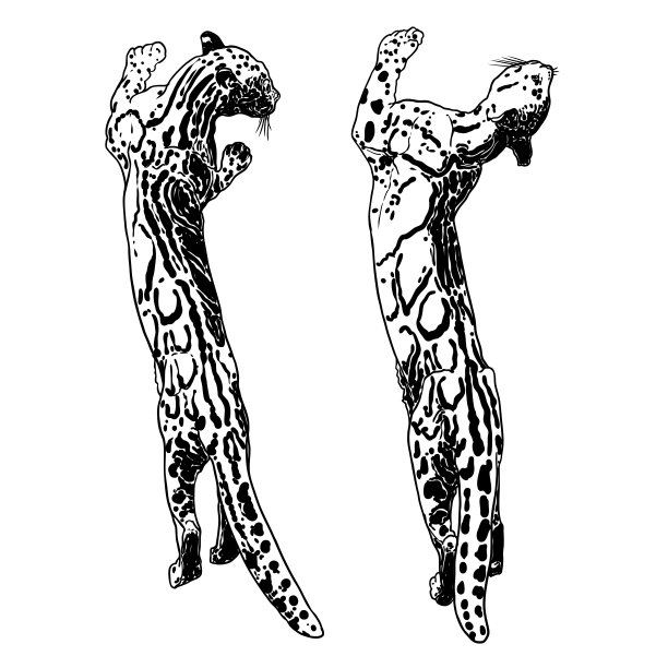 豹子套装，野猫绘画，喜马拉雅云豹。手绘野猫狩猎。向量。图片下载
