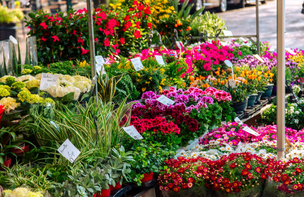 荷兰街头花店里五颜六色的鲜花图片下载