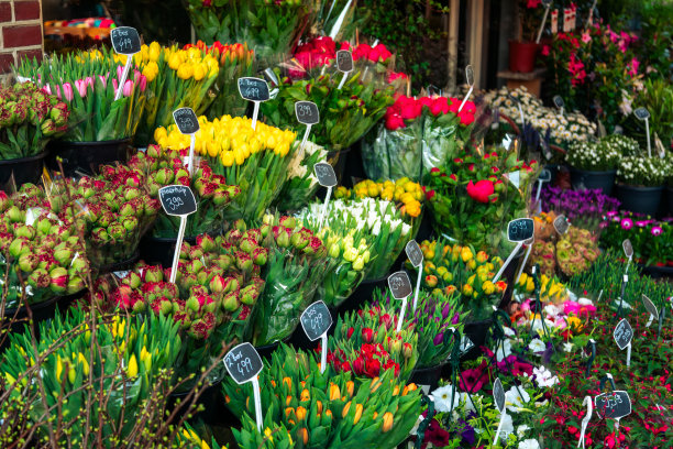 荷兰街头花店里五颜六色的鲜花图片下载