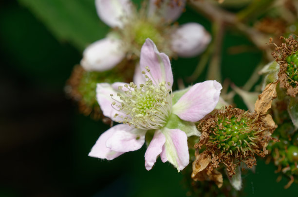 灌木上的绿色黑莓。图片下载