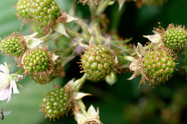 灌木上的绿色黑莓。图片下载