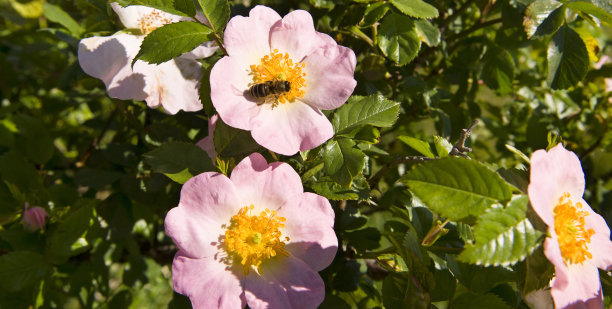 精致的粉红色玫瑰果花。宽的照片。图片下载