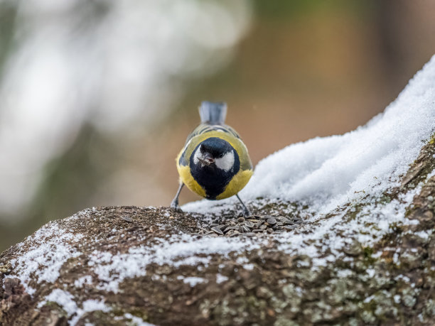 可爱的鸟儿大山雀，鸣禽坐在树枝上与雪在秋天或冬天。图片下载