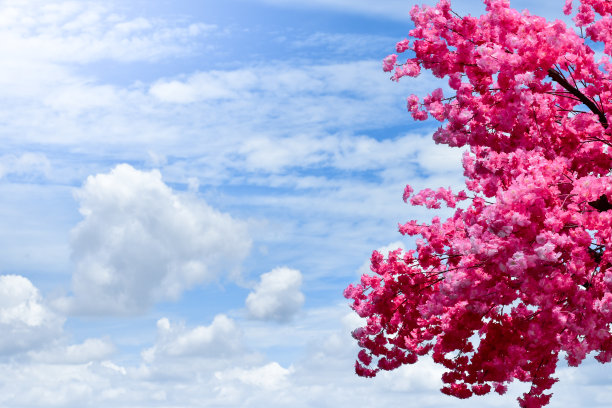 春天的樱花树或樱花在蓝天白云的背景下。图片下载