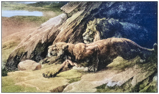 古董画照片:狮子图片下载