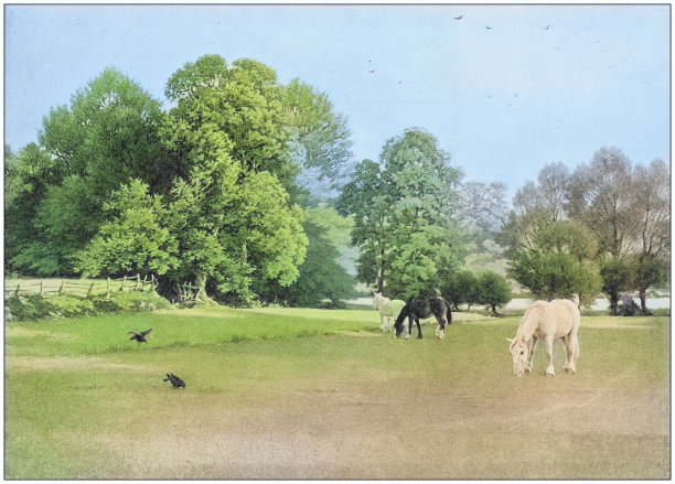 古色古香的绘画照片:户外动物图片下载